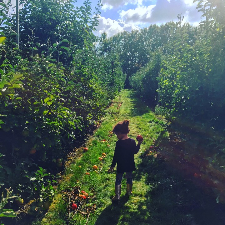 Apple Picking at Willow View&nbsp;Farms